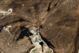 Wide Petrified Wood (Schinoxylon) Limb - Blue Forest, Wyoming #141473-2